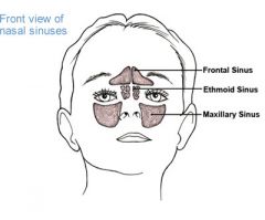 Located behind the superciliary arch which is just above the eyebrows.


 


Drains through the front nasal duct into the main cavity of the middle meatus.


 