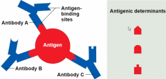 parts of antigen that antibodies or lymphocyte receptors bind to

most naturally occurring antigens have numerous antigenic determinants that either form different kinds of antibodies against them or mobilize several different lymphocyte populati...