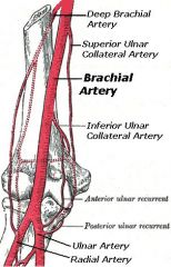 The superior ulnar collateral artery arises from the BRACHIAL artery and courses distally with the ULNAR  nerve and passes POSTERIOR to the medical epicondyle of the humerus.