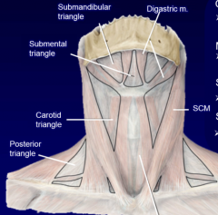 carotid triangle (carotid sheath, ansa cervicalis, cranial nerves)
muscular triangle (infrahyoid m, viscera, recurrent laryngeal n)
submental triangle (some m of floor of mouth)
submandibular triangle (submand. glands, m of floor of mouth)
