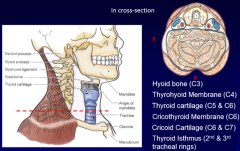 hyoid bone (C3)
thyrohyoid membrane (C4)
thyroid cartilage (C5 and 6)
cricothyroid membrane (C6)
cricoid cartilage (C6 and 7)
thyroid isthmus (2nd and 3rd tracheal rings)