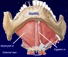 mylohyoid line to body of hyloid
CN V3, support, elevate floor of mouth, elevate hyoid