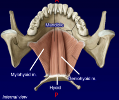 inferior mental spines to anterior body of hyoid
C1 (with CN XII)
fixed mandible: elevate and protract hyoid
fixed hyoid: depress and retract mandible