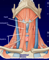 2 bellies
superior border of scapula to inferior hyoid (fascial sling at intermediate tendon attached to clavicle)
ansa cervicalis (C1-C3)
depresses and fixes hyoid