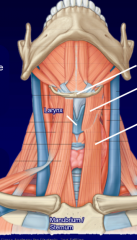 manubrium to oblique line thyroid cartilage
ansa cervicalis (C1-C3)
depresses larynx