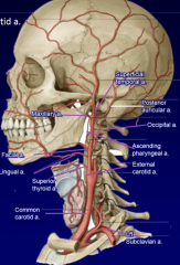 Some Anatomists Like Freaking Out Poor Medical Students
superior thyroid
ascending pharyngeal
lingual
facial
occipital
posterior auricular
maxillary
superficial temporal