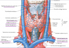 2 arteries:superior thyroid off external carotid
inferior thyroid off thyrocervical trunk off subclavian


3 veins: 
superior thyroid vein to internal jugular
inferior thyroid vein to subclavean vein
middle thyroid vein to internal jugular