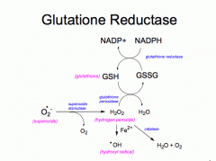 Glutathione reductase