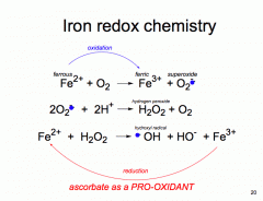 It is an antioxidant, which is GOOD but it also converts Fe(III) to Fe(II) which is good and bad, its good b/c it reduces the Fe BUT it is bad b/c it breaks Fe(II) can react w/ H2O2 to generate OH* radicals which also creates Fe(III) AGAIN which t...