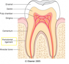 Tissues that support and anchor tooth in socket.