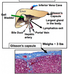 Liver

Covered by the Glisson's capsule (CT)
 -We have very little CT in liver perenchyma in humans (thicker in animals ex. pigs)

Glycogen is also stored in cardiac and smooth muscle

It is found between the small intestine and heart because all...