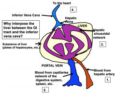 Cream
= where hepatcotyes are (parenchyma)

Blood
is coming from hepatic artery
(oxygenated) 

Blood
comes in from portal vein (poorly oxygenated) 

Goes
through purple channels sinusoids 


Makes
its way to hepatic vein, inferior cava, ...