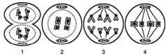 These diagrams represent different stages of animal cell division. From start to finish, what is the correct order of the stages?

A. 2, 4, 3, 1
B. 2, 3, 4, 1
C. 3, 2, 1, 4
D. 3, 1, 2, 4