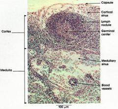 Lymph node cortex – follicles