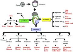 Embryology of pituitary gland