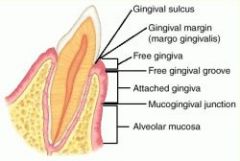 Moveable tissues that surrounds the crown of the tooth just above the CEJ of the tooth.