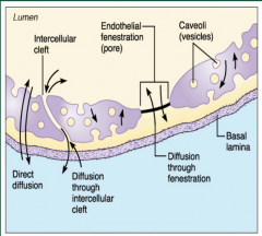 1) Directly across the endothelial membrane
2) Intercellular clefts
3) Fenestrations
4) Pinocytsis (Vessicle fusion)