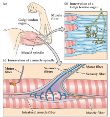 Muscle spindles and golgi tendon orgamns