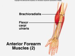Nerve: Radial
Roots: C5-C6
Trunk: Upper Trunk
Cord: Posterior
Action: Elbow flexion in midpronation
Test: Have the patient flex the elbow with the forearm in mid-pronation