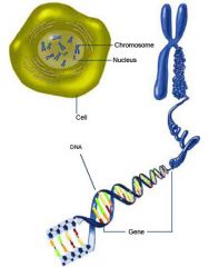 Nucleotide (4) --> DNA -- Genes --> Chromosome --> Genome