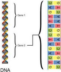 Basic unit of inheritance that affects phenotype.


 


Nucleotide sequence that codes for an amino acid sequence.