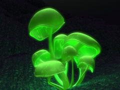 GLOWIN' MUSHROOM


 


I could carry this like a dainty little lantern. Or eat it. 


 


Increases movement rate underground to 2. 