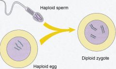 A diploid cell has 2 copies of chromosomes.


A haploid cell has only 1 copy of chromosomes.