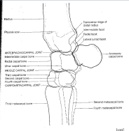 Lateral - Medial