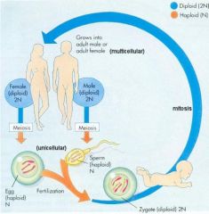 Offspring acquire half genes from each parent.


Comes from sperm and egg gametes (haploid n).


Fertilized zygote results (diploid 2n).