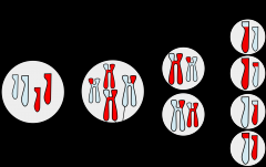 Meiosis is division that leads to a halving of chromosome number (two phases = 1/4 total) and ultimately to the production of gametes.


 


1 diploid parent cell to 4 haploid daughter cells.
