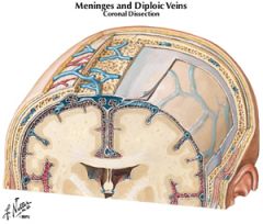 meningeal (internal) layer of dura