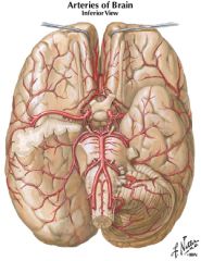 middle cerebral artery