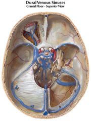oculomotor nerve (CN III)