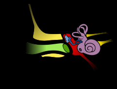 Name the parts of the ear