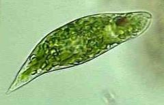 Tipas Sarcomastigophora
Potipis Mastigophora
Klasė Phytomastigophora
Būrys Euglenida


*kinetoplastas, branduolys, pulsuojančioji vakuolė, žiuželis, ryklė, stigma