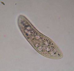 Tipas Ciliophora
Klasė Oligohymenophorea


*trichistos, makrobranduolys, virškinamoji/pulsuojančioji vakuolė, blakstienėlės, ekskrecijos pora, citostoma, ryklė
-dalijasi mitozės būdu