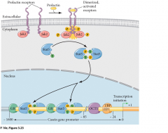 receptors-prolactin, EPO, Thrombopoeitin, leptin, interlukin, GM-CSF
promoteligand activates JAK autophosphorilation (activates self) STAT binds and again phosphoilation. STAT dimerizes, enter nucleus, bind to specific regions and promote translat...