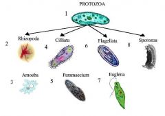 Eukaryotic
Ingest organic chemicals
May be motile via pseudopods, cilia and flagella 


