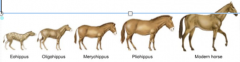 Eohippus, Oligohippus, Merychippus, Pliohippus, Modern horse.Developed from multi-toed to single hoofed animals.