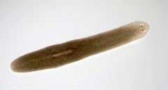 Tipas Platyhelminthes
Klasė Turbellaria

*Akytės(pigmentinės ląstelės), burna(kitop pusėj nei akys), žarna, ryklė
-gėlavandenis, šalina per burną