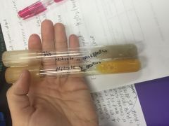 
Positive Result for Nitrate ---> Nitrite= Yellow,pink or red color change after the addition of Paba.

Negative Result for Nitrate--> Nitrite= No color change after addition of the Paba