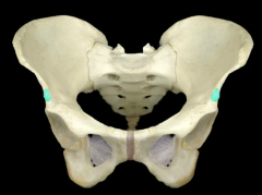 A bony projection of the ilium above the acetabulum. It provides the origin  of the rectus femoris muscle.
