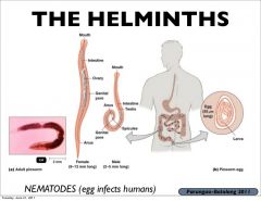 Helminths 