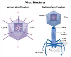 Viruses :      Acellular, parasitic, particles composed of a nucleic acid and proteinENVELOPE optional

