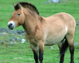Last remaining breed of wild horse. Endangered species. Native to mongolia. May be a seperate species.