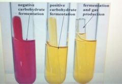 Positive Result= Growth with a color change of sugar broth from red to yellow and production of gas ( gas bubble in the Durham tube)


Negative Result = No growth with no color change nor gas bubble.
