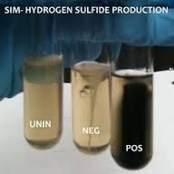 H2S Production (Peptone) test: