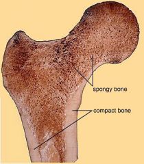 Dense, stiff bone




Provides protection and support to the body


 


Note - osteoporosis can affect both types of bone