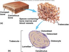 "A small beam of connective tissue


 


Functional unit of trabecular (spongy) bone


 


Provides support and structure