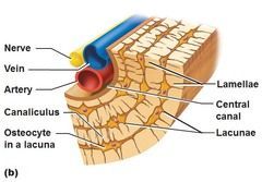A central canal containing blood capillaries and the "concentric" lamellae around it 


 


Functional unit of compact bone